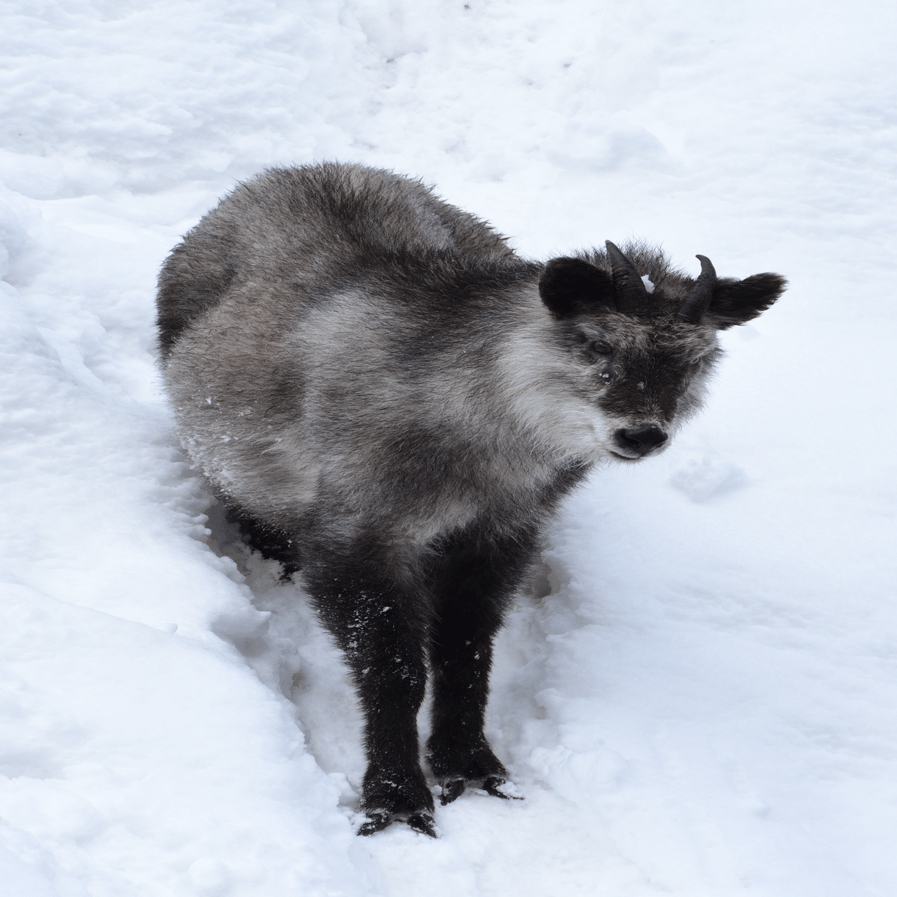 旅行記録】長野にお猿さんに会いに行く旅。｜f