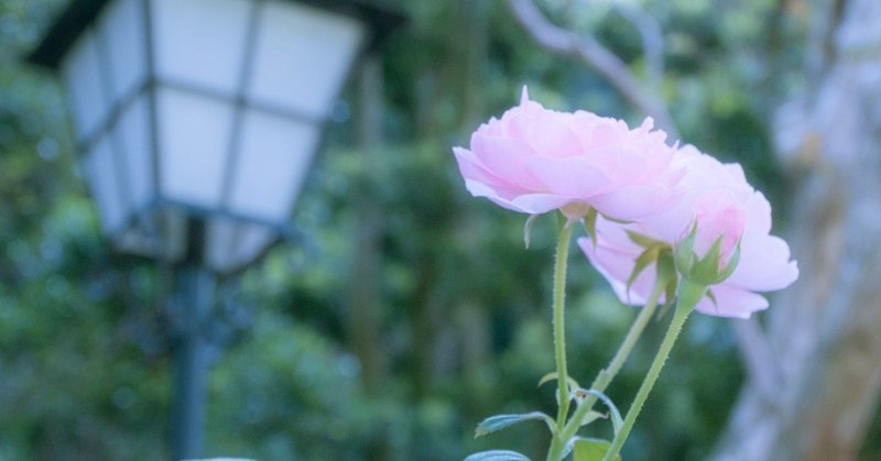 【大晦日】多趣味な自分をひとつの個性に