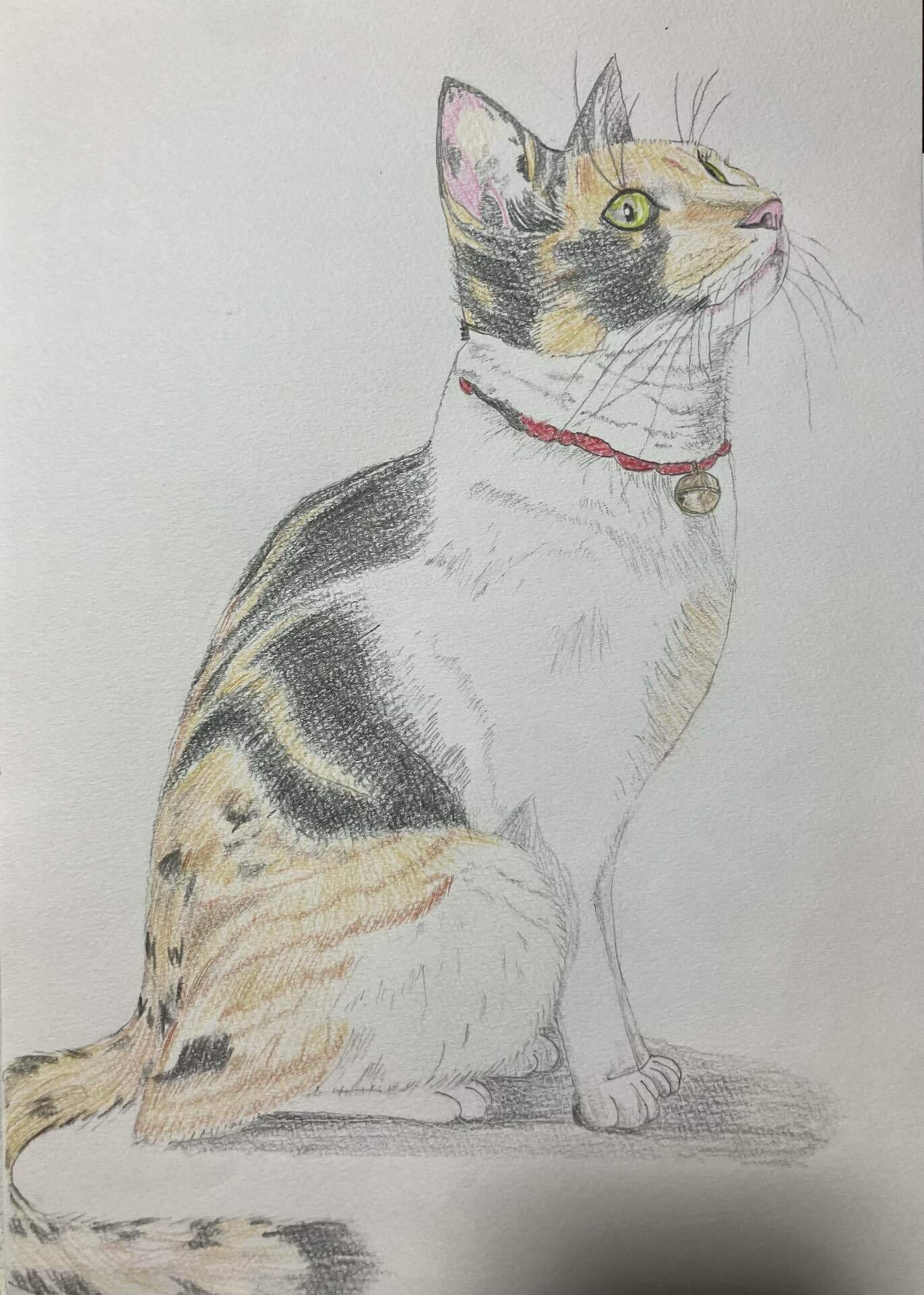 三毛猫の色鉛筆画です。｜まる