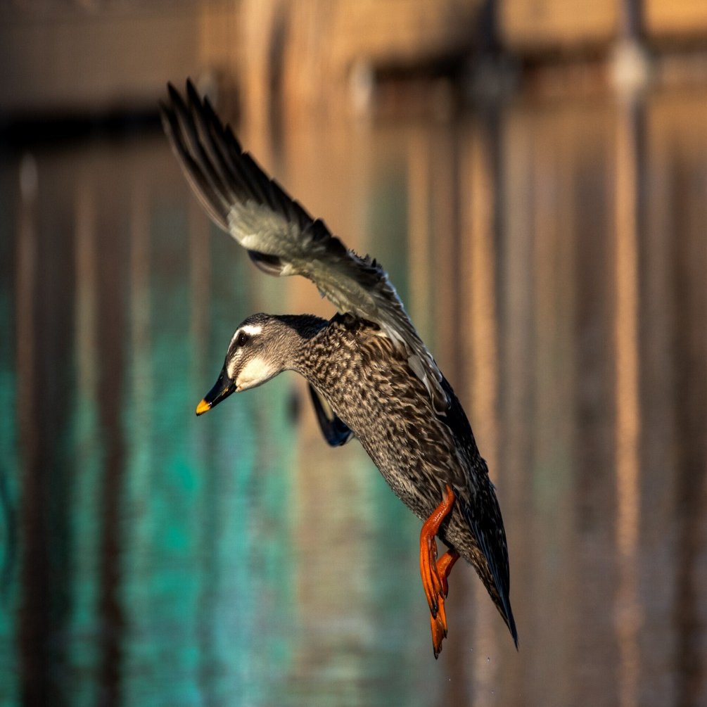 鳥よけ　動作確認済み 電子防鳥機バードガード | 株式会社アルト