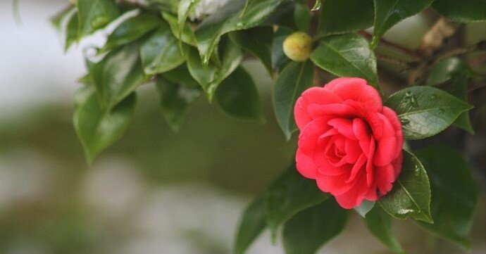 花便り＞セツブンソウ｜清愁