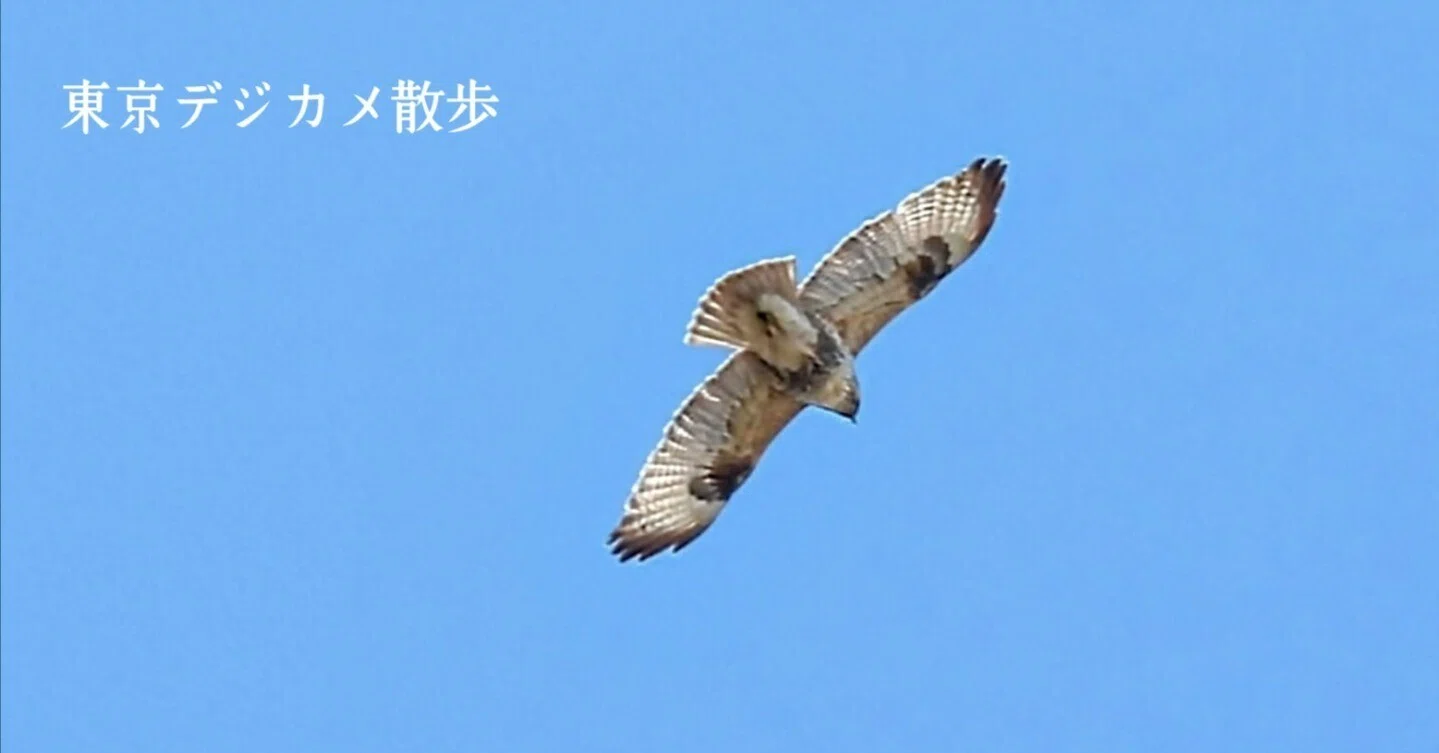 野鳥たちのいる風景 2025.02.09 sun. 東京都大田区−01。｜michio