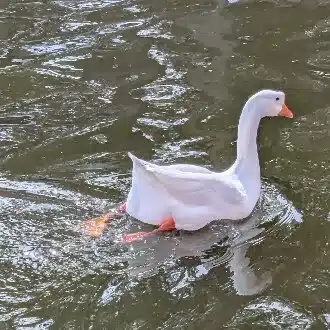 倉琉ヨシーデ