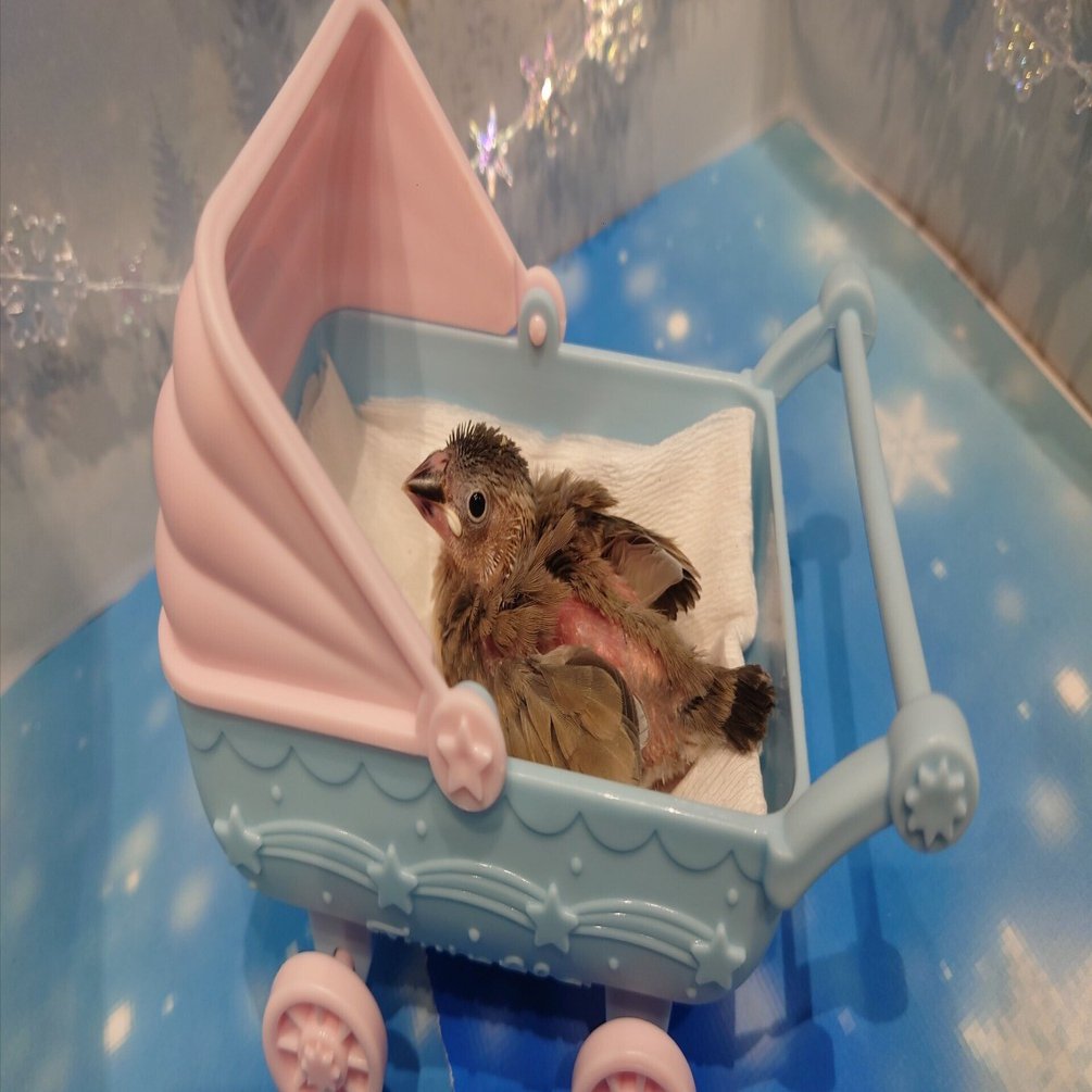 文鳥の雛飼いました①【生後3週め】｜auag