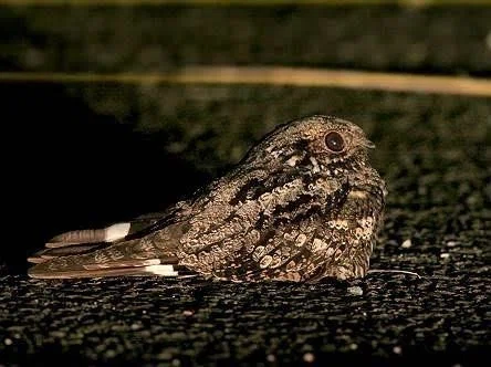 第739回 本当の夜行性の野鳥|翆野 大地