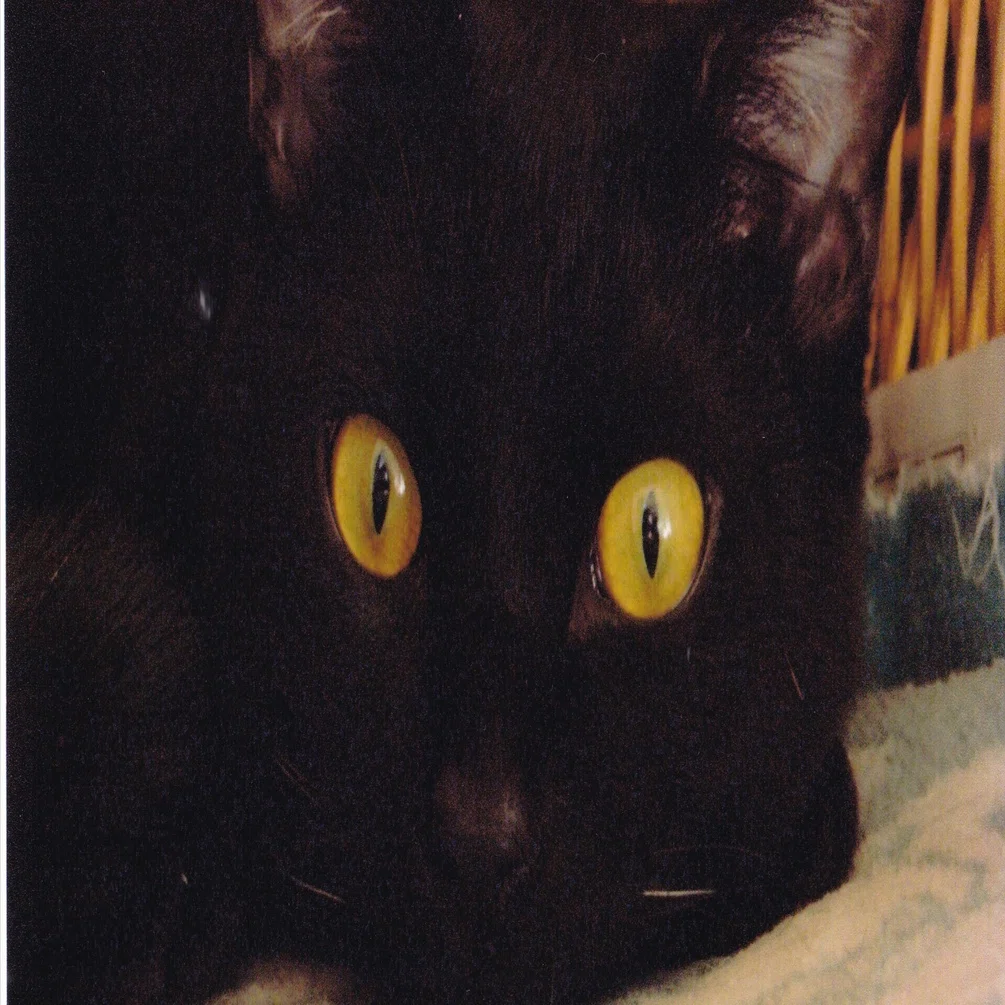 黒猫空太（くうた）との出会い、2006年当時の記録から1｜ku-ta