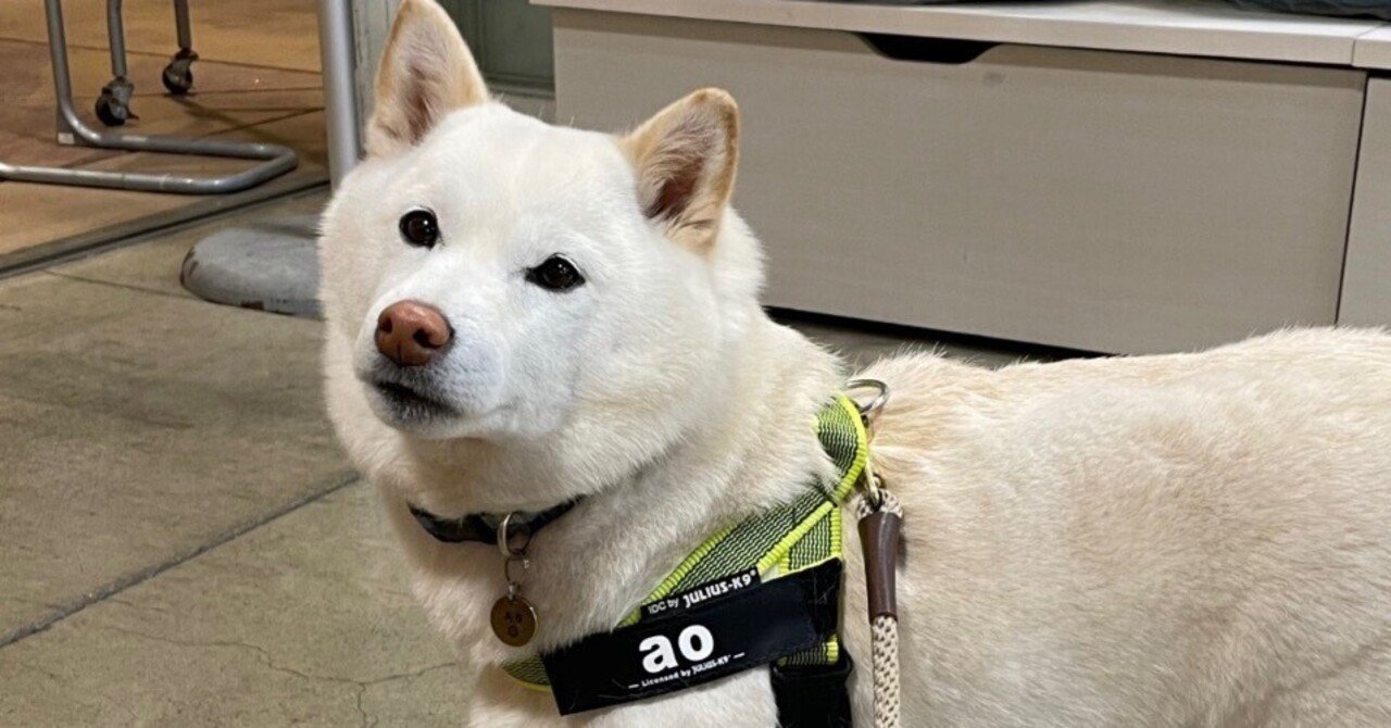 白柴あお”との暮らし『柴犬生活漂流回想記』⑨【ふしぎ体験】｜舘川範雄, image size:1280x670