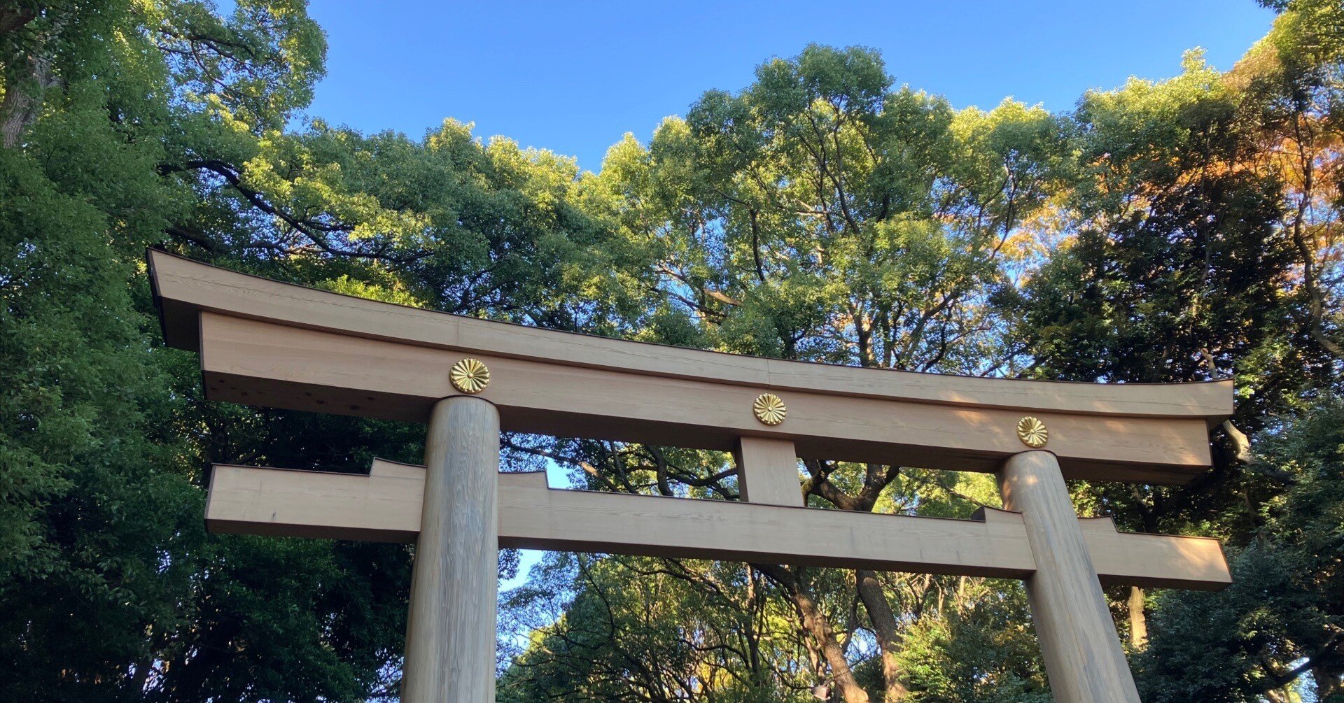 明治神宮のモグラ - 2024/11/24（1） -｜猿田夏子