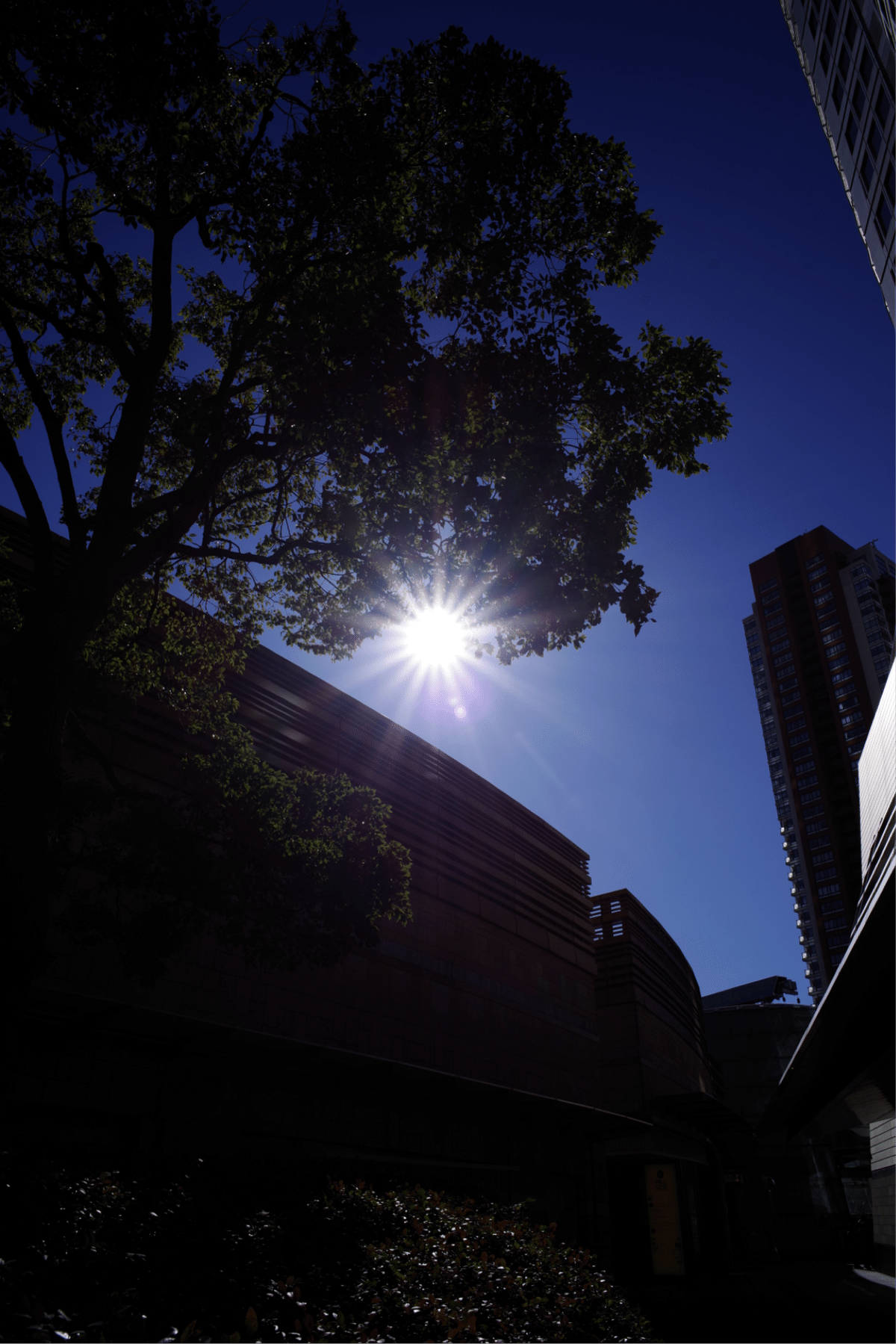 Carl Zeiss Distagon T* F2.8/25 ZK と写真と私|Aki Yamaki Carl Zeiss Distagon T* F2.8/25 ZK と写真と私|Aki Yamaki
