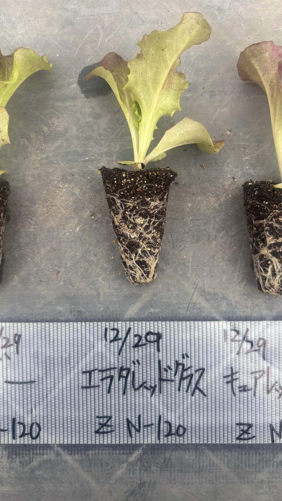 2月11日に定植したサニーレタスの苗🌱｜可部谷武蔵