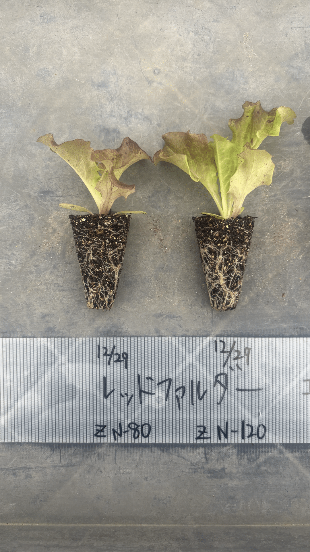 2月11日に定植したサニーレタスの苗🌱｜可部谷武蔵