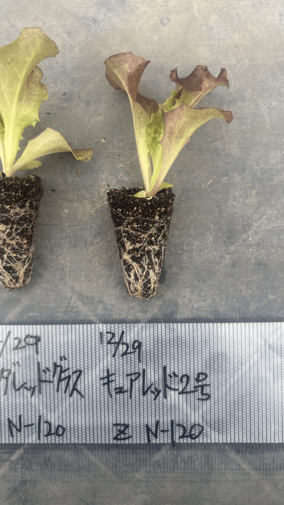 品種不明　レア　2株立て　鉢入り　蕾たくさん 2月11日に定植したサニーレタスの苗🌱｜可部谷武蔵