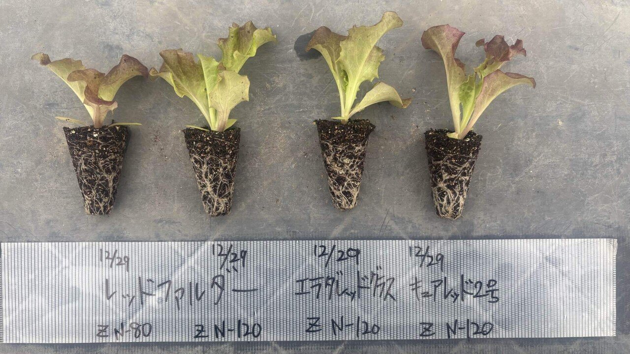 2月11日に定植したサニーレタスの苗🌱｜可部谷武蔵