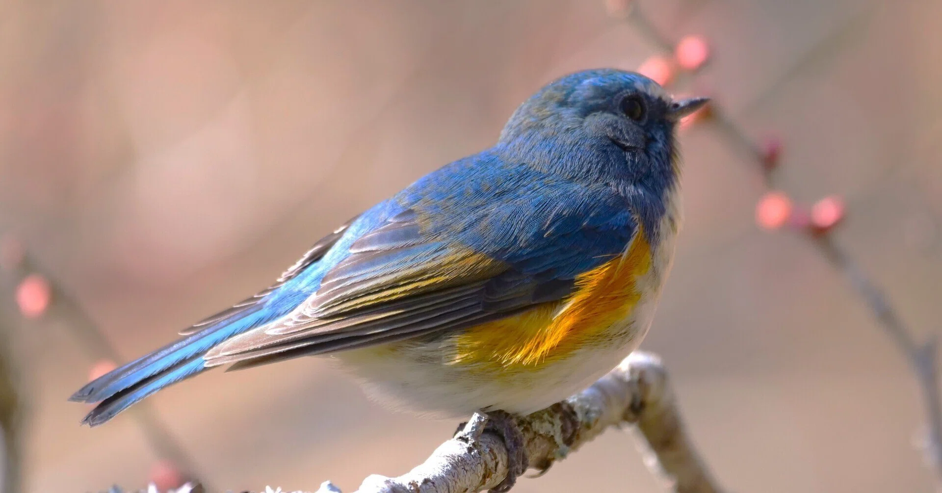 野鳥が好きです!#161「梅とルリビタキ♫」｜take ?全ての人が自由に 