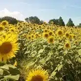車椅子YUKIのPhilosophia🌻