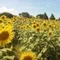 車椅子YUKIのPhilosophia🌻