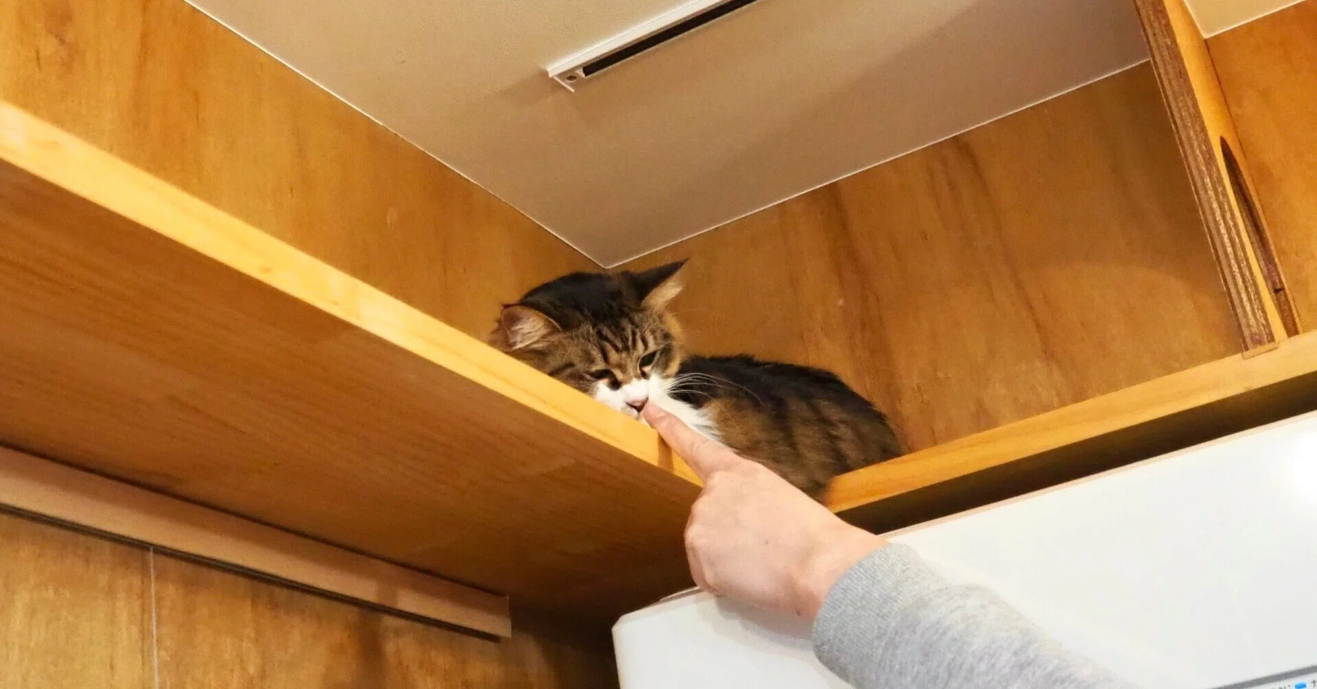 元保護猫が店員を務める猫本専門店『Cat's Meow Books』｜ねつせた！
