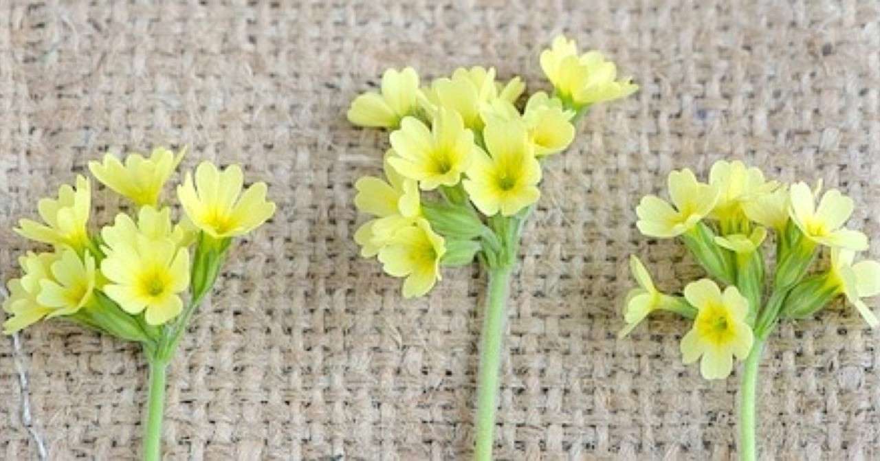 3花