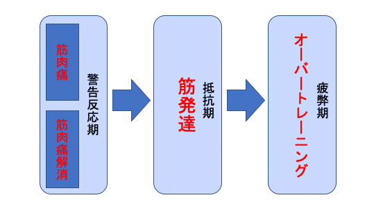 筋トレ読書１ 筋肉はどのように大きくなっていくのか ー 筋肉発達のメカニズム ー Ryusei Shibata Note