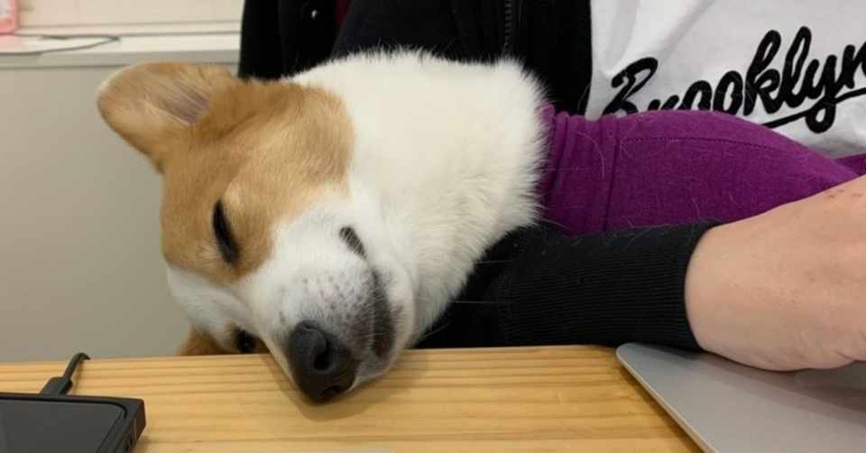 ペットテックスタートアップが犬や猫と働くことを日本で一番考え 取り組んでみた話 大久保泰介 シロップ代表 Note
