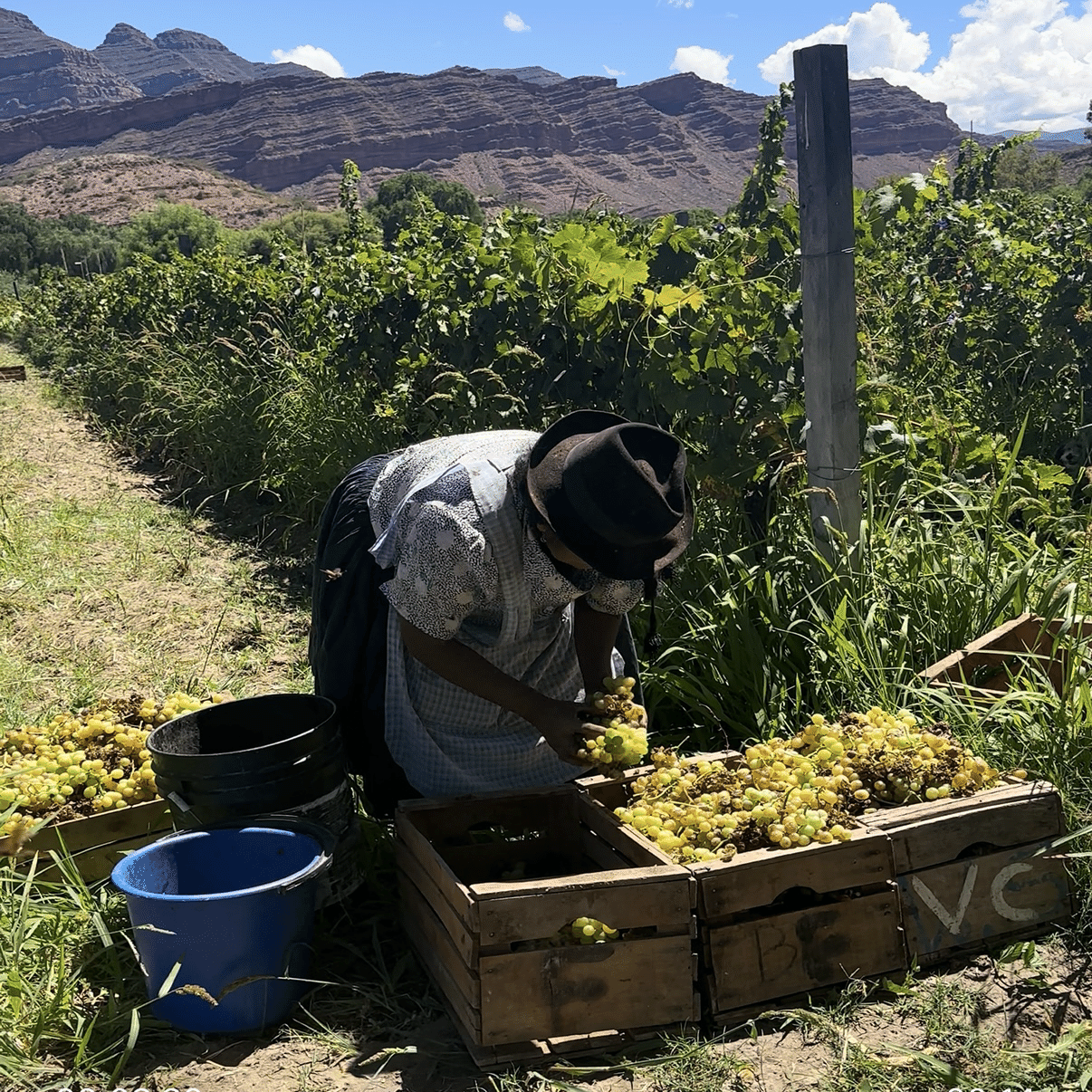 ボリビアで広く使われるシンガニの蒸留機について。｜Bar BenFiddich