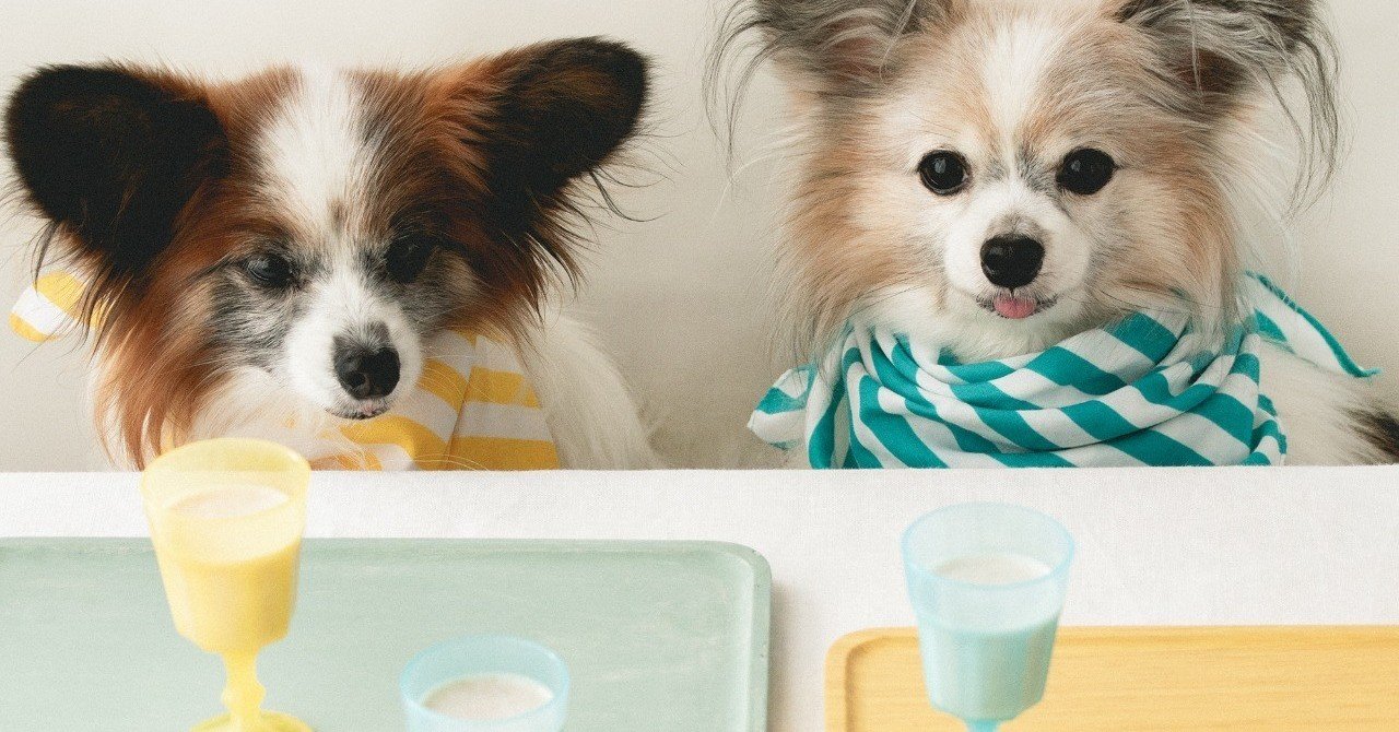 飲むお肉 かぶと豚肉のシェイク 手作り犬おやつレシピ 単品購入 いちかわあやこ 犬ごはん先生 Note