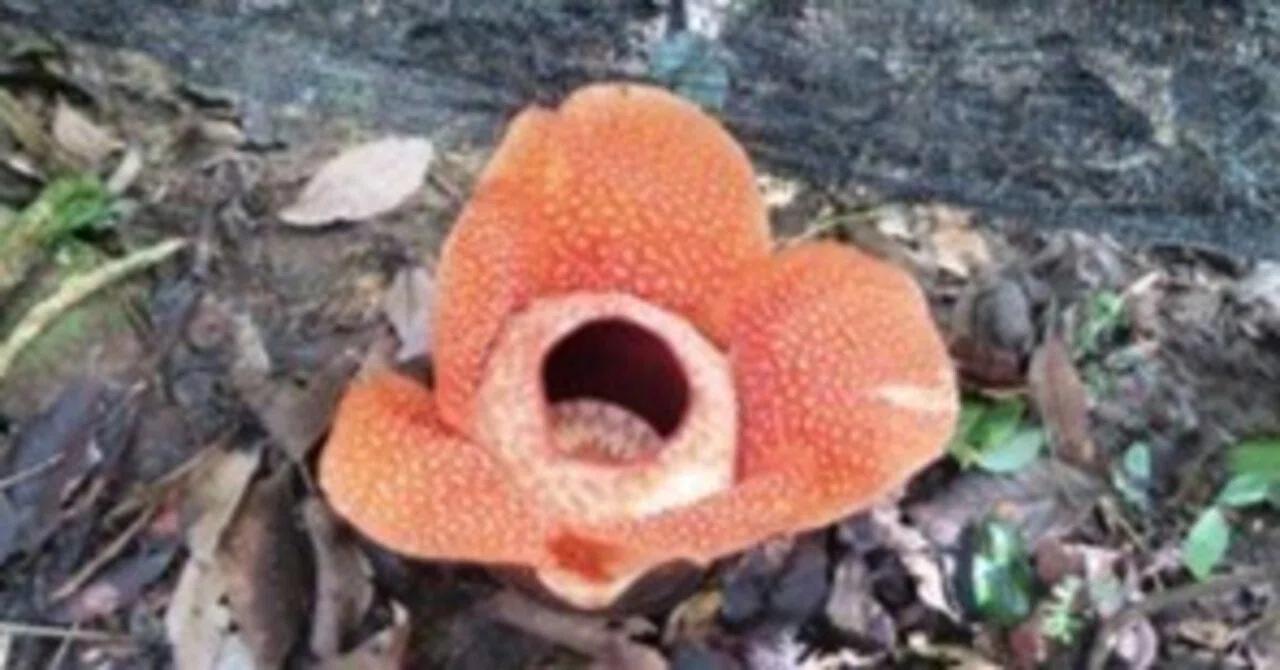 マレーシア 旅行記 世界最大の花ラフレシア｜珍奇植物マニア