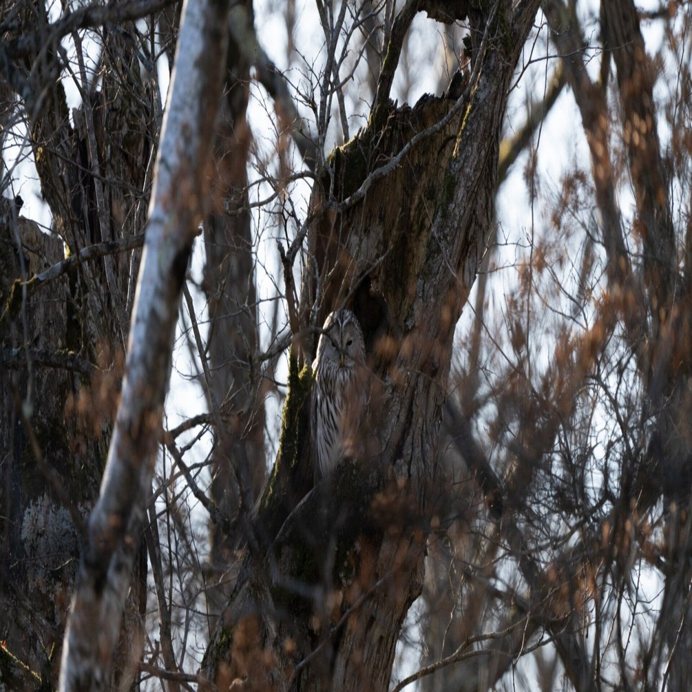 森の賢者、エゾフクロウの暮らし｜別海町地域おこし協力隊
