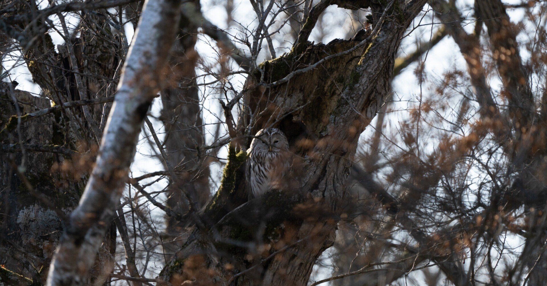 森の賢者、エゾフクロウの暮らし|別海町地域おこし協力隊 森の賢者、エゾフクロウの暮らし|別海町地域おこし協力隊