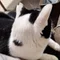ひまねこ