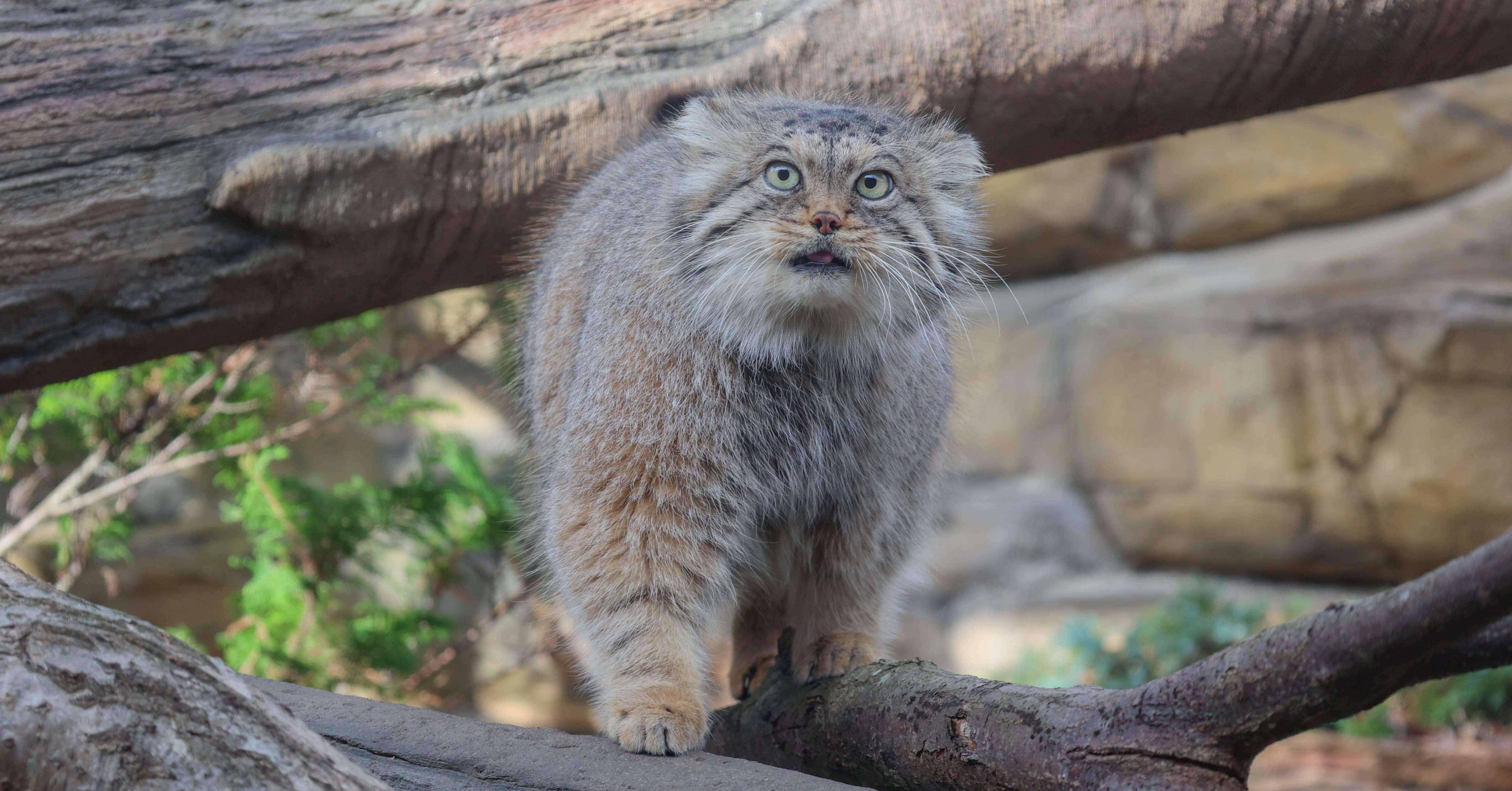 マヌルネコについてお知らせ｜那須どうぶつ王国公式note
