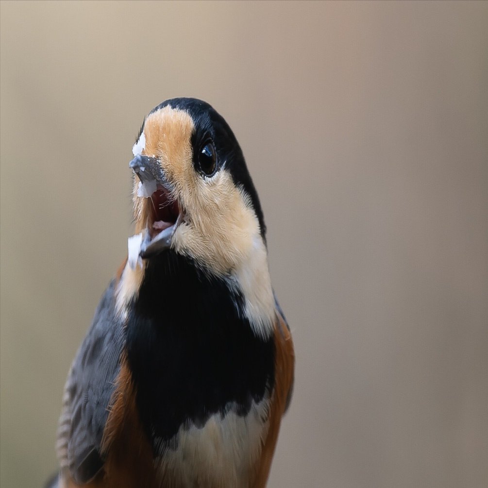 こどもとの鳥見はカメラ何持ってく？。R5II, R7,OM-1IIで比べたほぼ