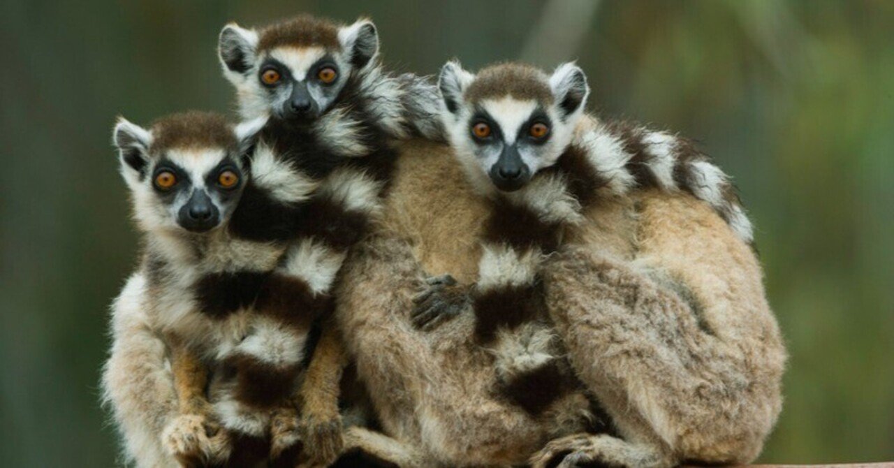 野生の本能！？動物たちのびっくり恋愛事情8選｜コンサベーション・インターナショナル・ジャパン, image size:1280x670