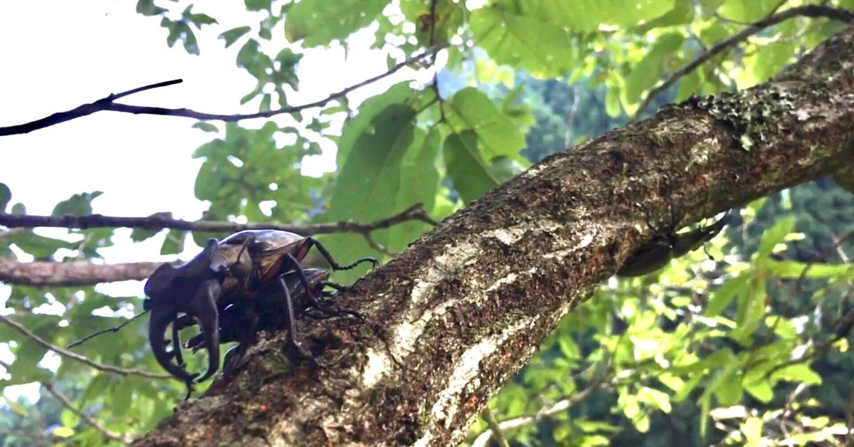 カブトムシ／クワガタ採集体験】夏季限定！カブトムシ・クワガタ