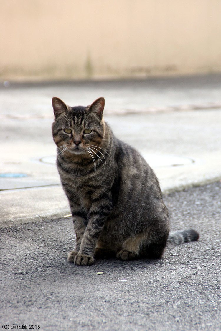 Stray cat 157  #cat #ねこ #ネコ #猫