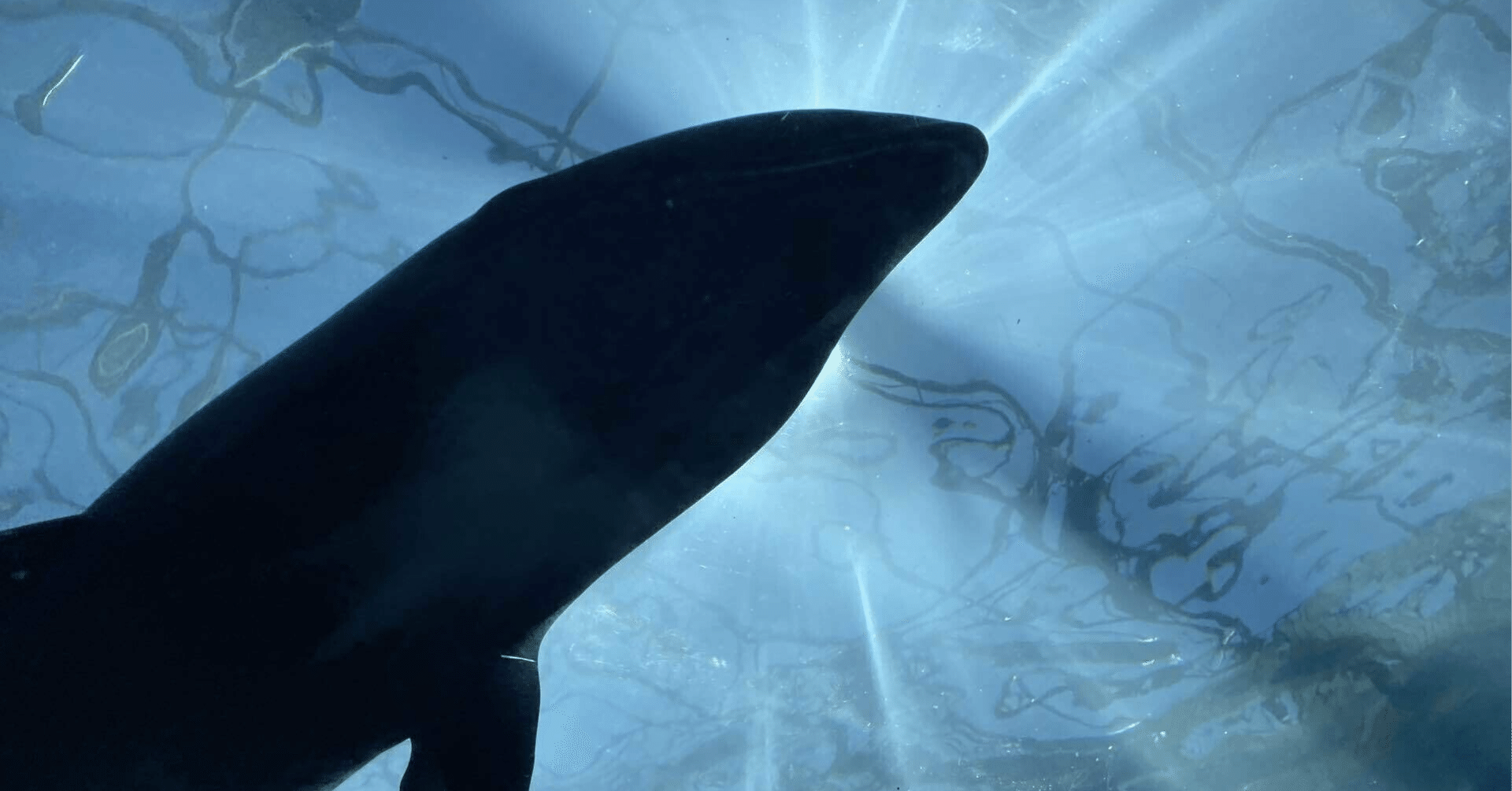 邦楽 forbidden lover 邦楽 forbidden lover Amazon.co.jp: Forbidden Lover: ミュージック