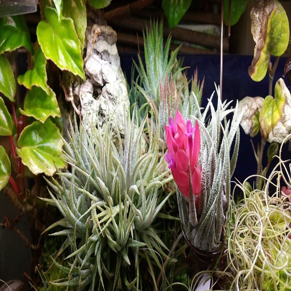 チランジア入荷リスト2/7｜NatureGarden🌿神田