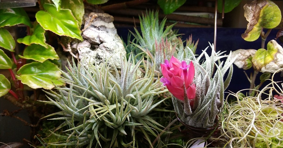 チランジア　El Guapo 開花苗 チランジア El Guapo 開花苗 チランジア El Guapo 1苗