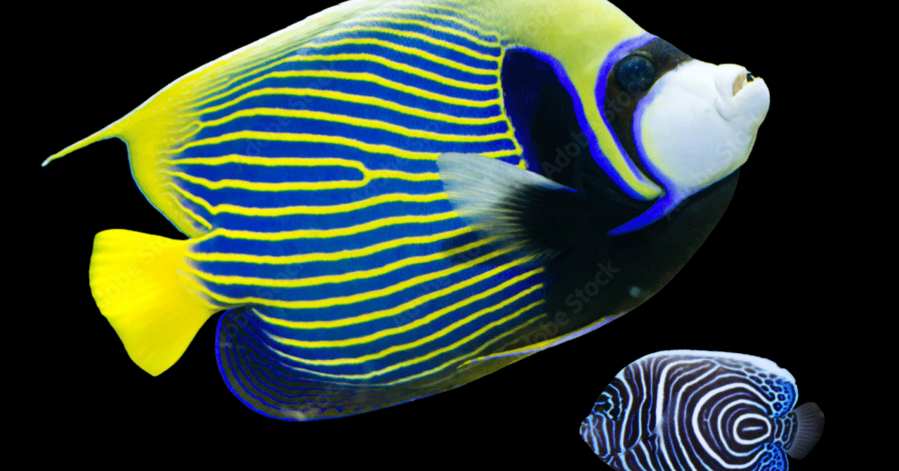 タテジマキンチャクダイ15cm