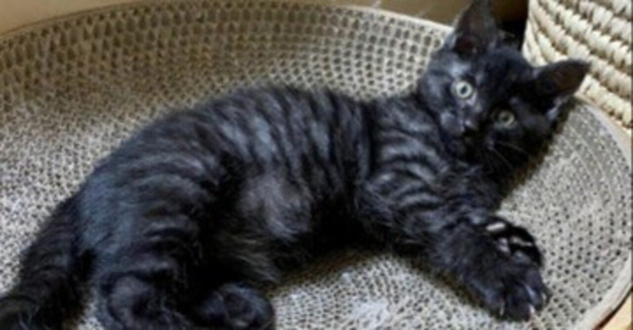 神秘的で美しい！ブラックタビー猫の魅力と性格を徹底解説｜にゃんこ先生