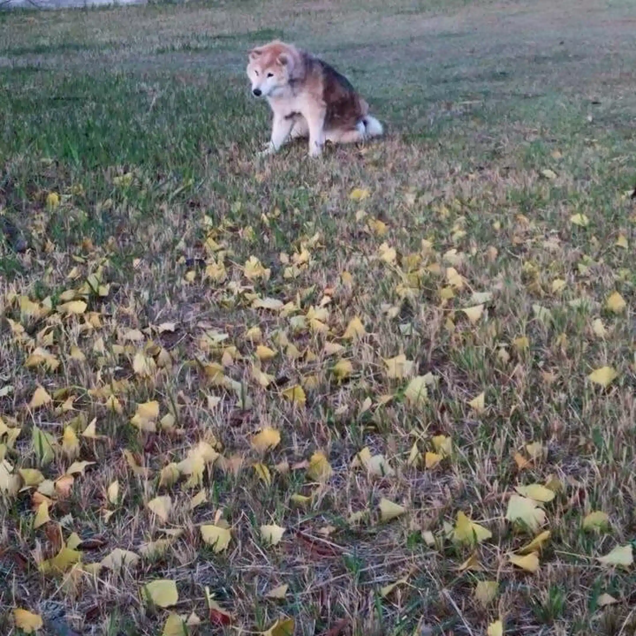 犬のフラッグ