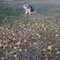 犬のフラッグ