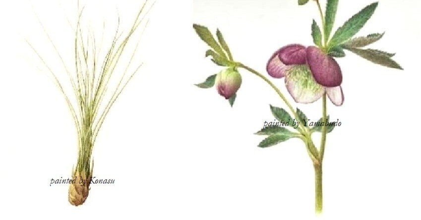 ダビッド シュノイヤー作　〘ローズマリー〙 水彩画 ローズマリー ハーブ 水彩 イラスト Stock Illustration | Adobe Stock