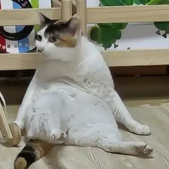 ましゆ