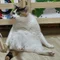 ましゆ