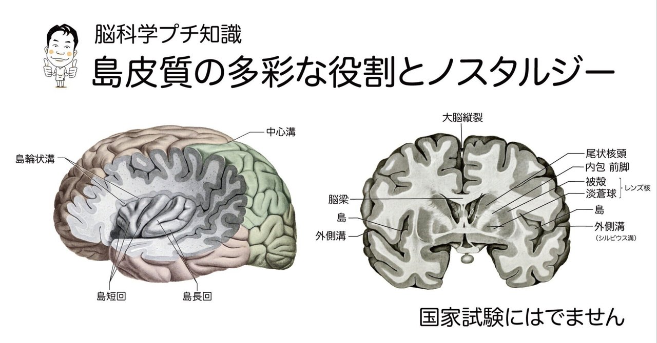 島皮質の多彩な役割とノスタルジー （脳科学プチ知識）｜かずひろ先生