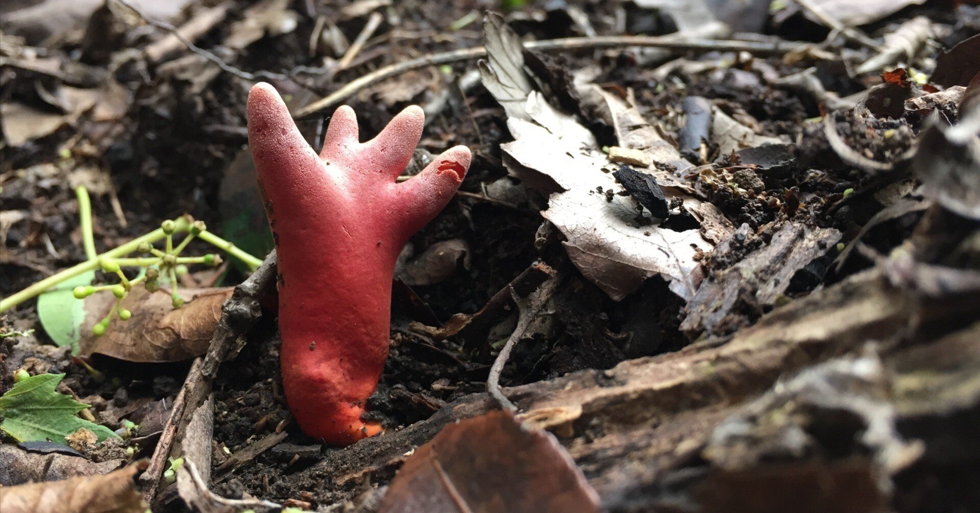 毒キノコを知る その1 致死性のキノコ｜ゆたし