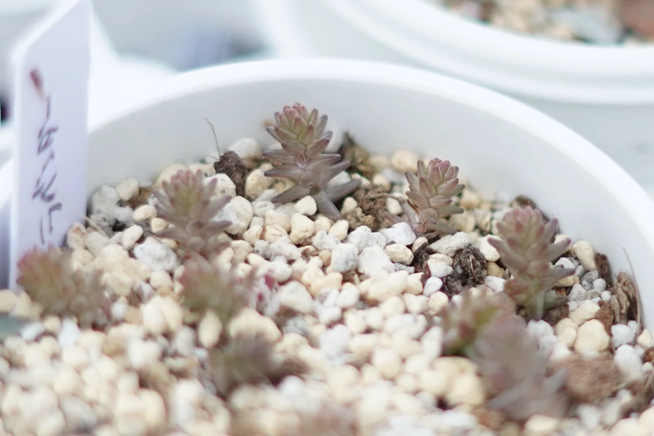 多肉植物】我が家の土の配合は水捌け重視で作ってます！｜あや|山の中