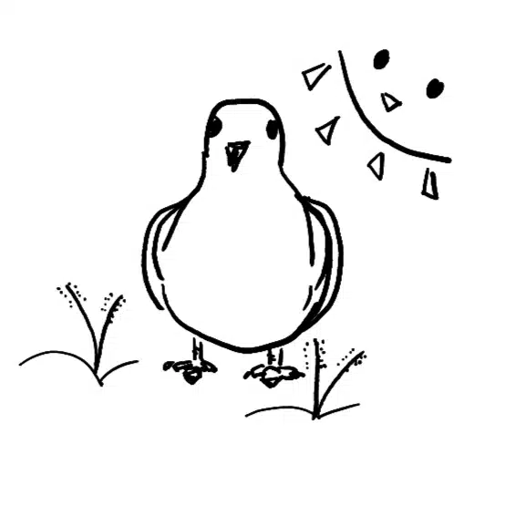日溜まりとハト