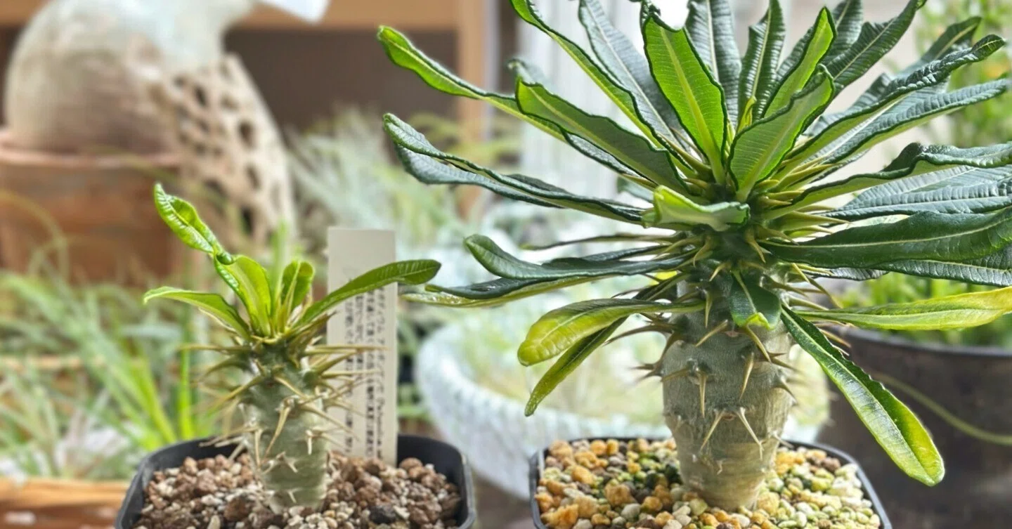 Pachypodium ambongense ambongenseパキポディウム・アンボンゲンセ